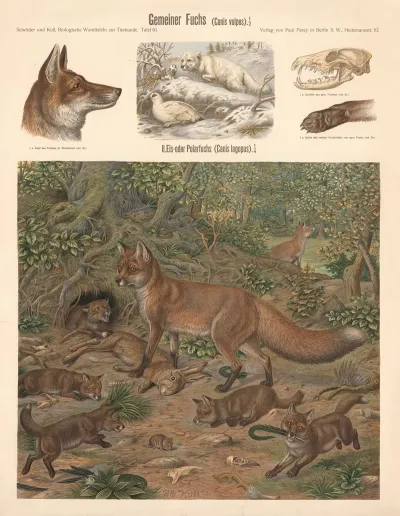 Gemeiner Fuchs Canis Vulpes