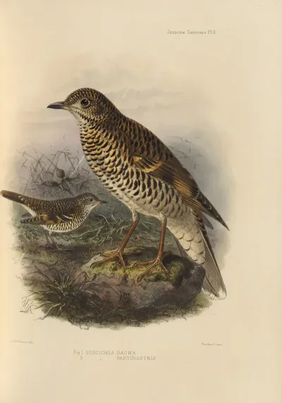 Geocichla Dauma Geocichla Parvirostris