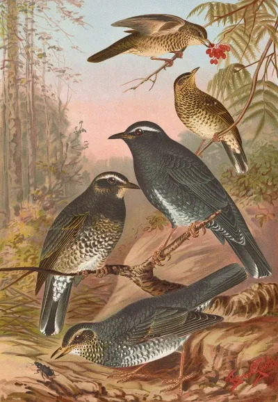 Geocichla Sibirica