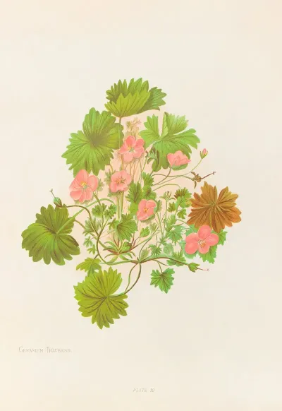 Geranium Traversii