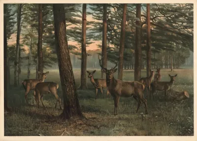 German Red Deer With Herd
