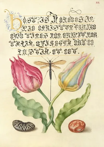 Gesnerstulip Ichneumon Fly Kidney Bean And Scarlet Runner Bean
