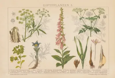 Giftpflanzen 2
