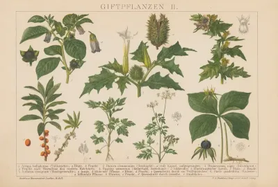 Giftpflanzen