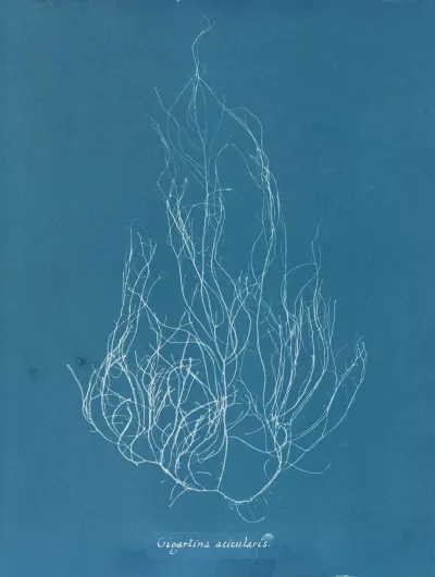 Gigartina Acicularis