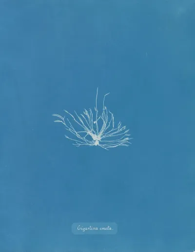 Gigartina Erecta