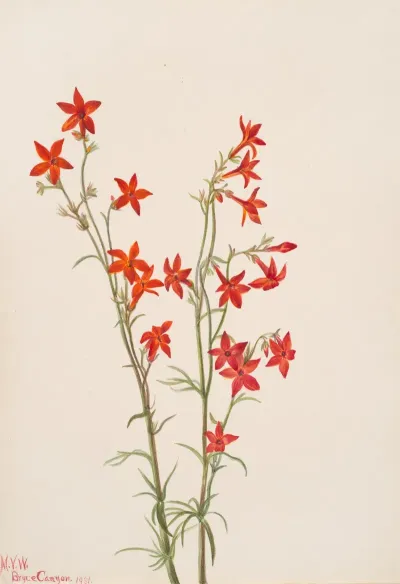 Gilia Arizonica