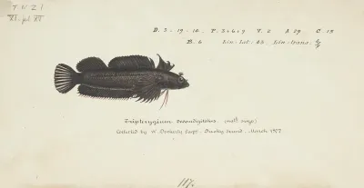 Gilloblennius Tripennis Spectacled Triplefin