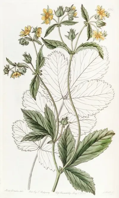 Glandular Cinquefoil