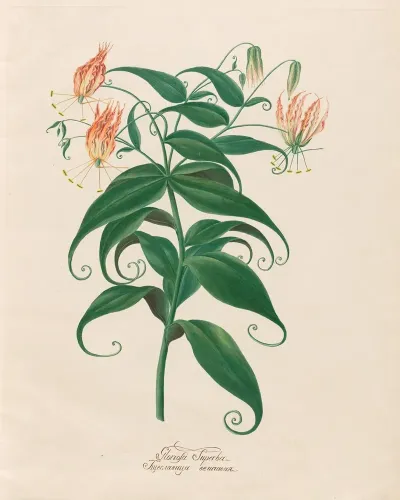 Gloriosa Superba 2