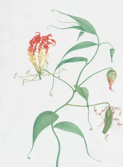 Gloriosa Superba Climbing Lily