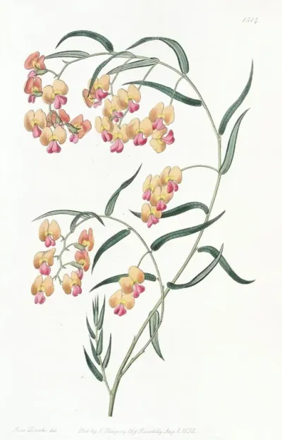 Glycine Leaved Dillwynia