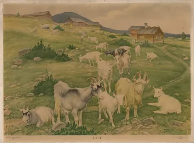 Goats 7