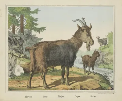 Goats 8