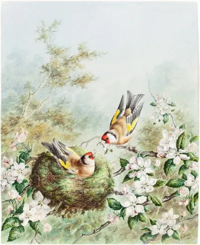 Gold Finches And Their Nest In An Apple Tree