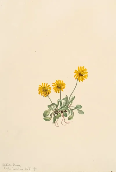 Golden Fleabane Erigeron Aureus 2