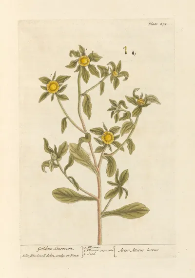 Golden Starwort