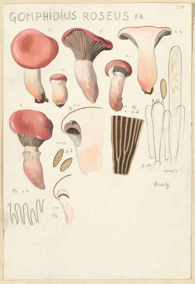 Gomphidius Roseus