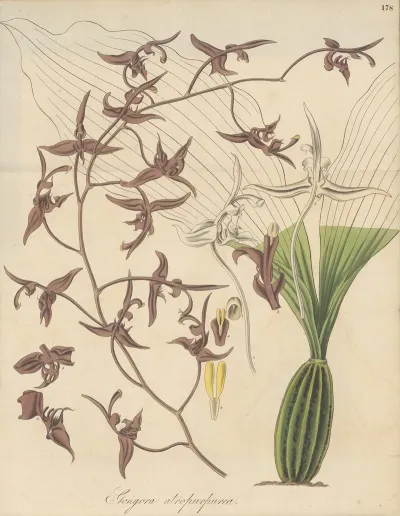 Gongora Atropurpurea
