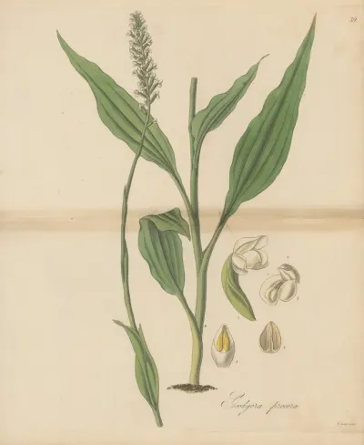 Goodyera Procera