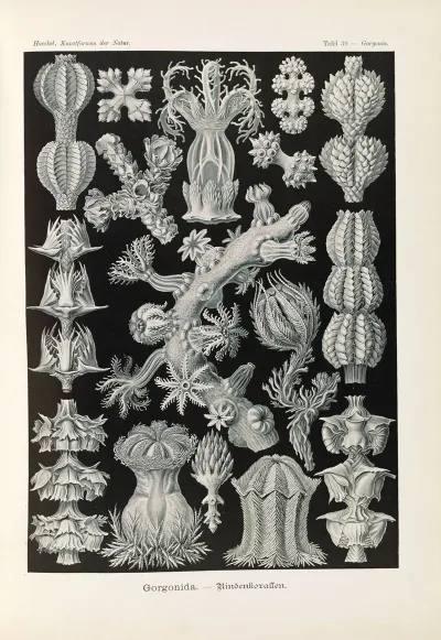 Gorgonida Rindenkorallen