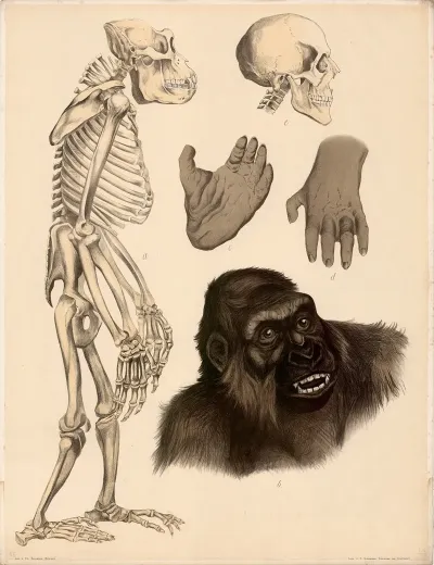 Gorilla Troglodytes Gorilla A Skelett B Kopfstuck In Naturl Grosse C Hinterhand D Vorderhand E Scha