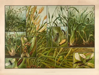 Grain Pests