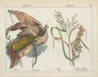 Grains Maize Rice Millet