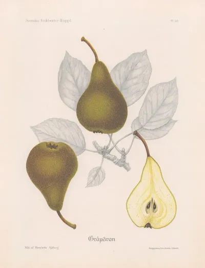 Graparon