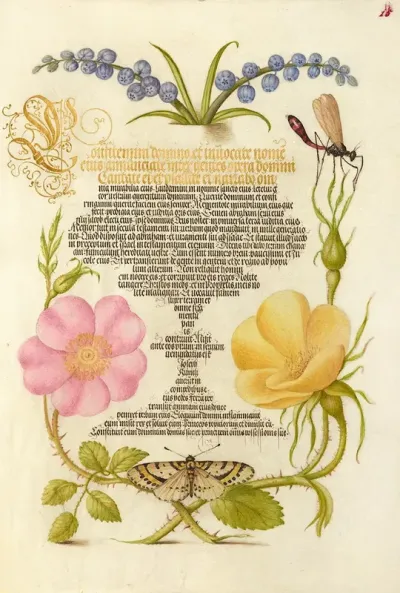 Grape Hyacinth Wasplike Insect Eglantine Austrian Brier And Magpie Moth