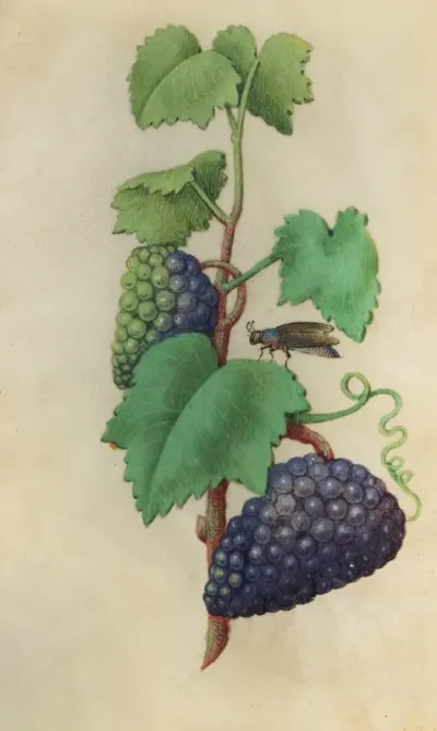 Grapevine Vitis Vinifera With A Fly