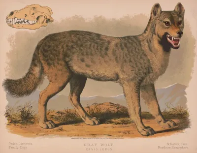 Gray Wolf Canis Lupus