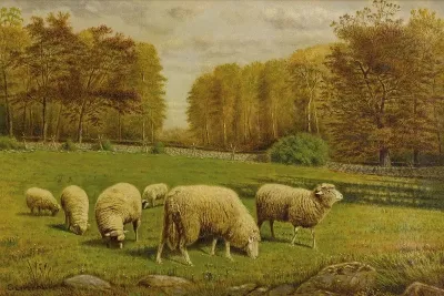 Grazing Sheep 2