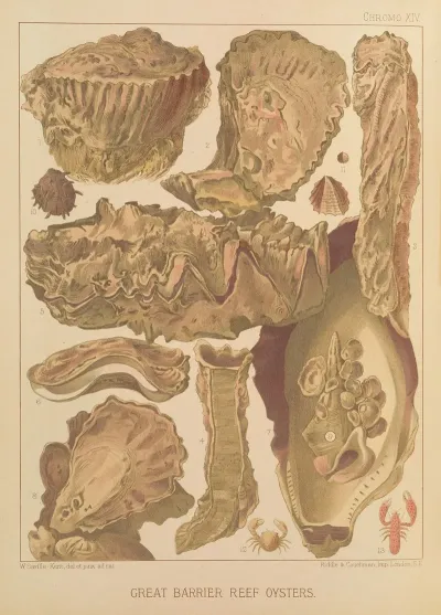 Great Barrier Reef Oysters