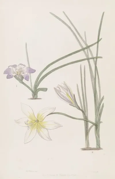 Greek Trichonemes