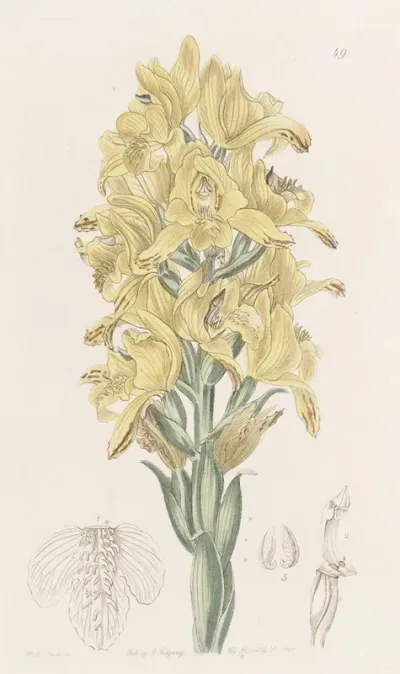 Green Veined Chloraea