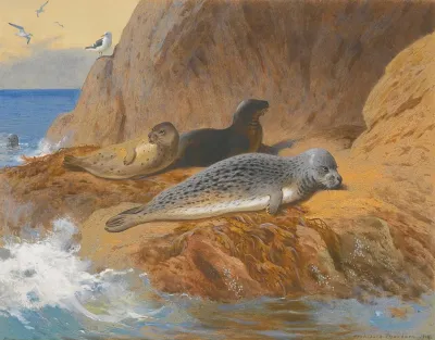 Grey And Harbour Seals At Rest
