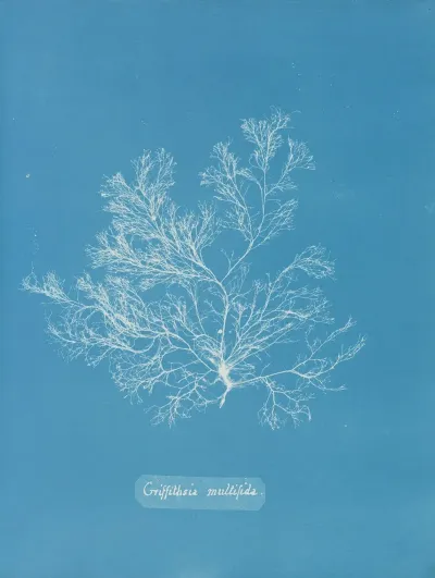Griffithsia Multifida
