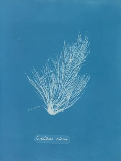 Griffithsia Setacea