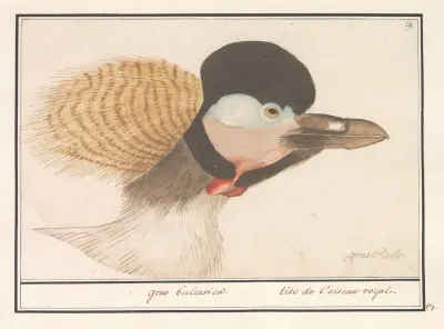 Grijze Kroonkraan Balearica Regulorum