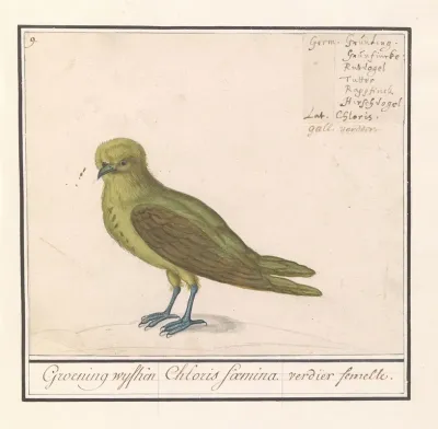 Groenling Chloris Chloris