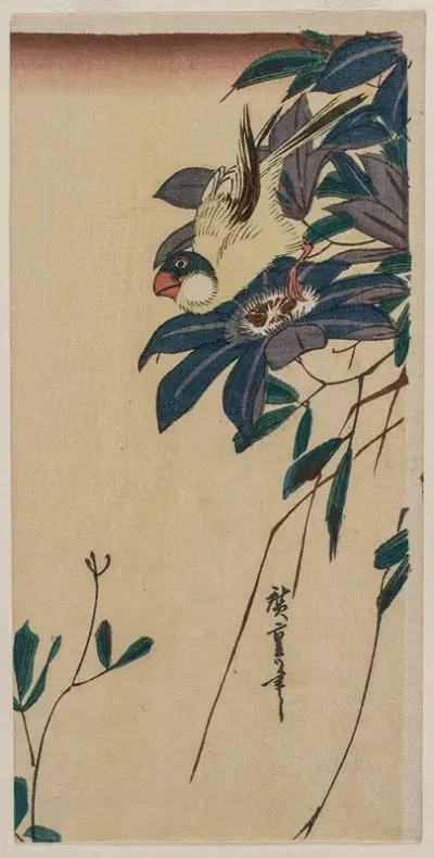 Grosbeak And Clematis