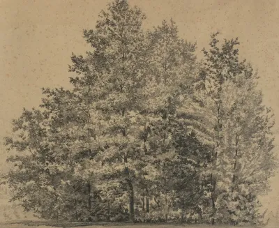 Grose Baumstudie