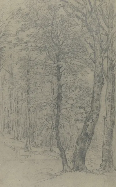 Group Of Trees 2 2