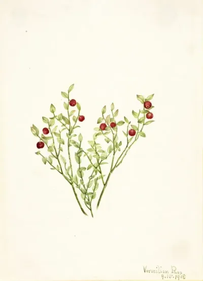 Grouse Whortleberry Vaccinium Scoparium