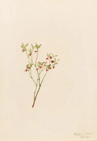 Grouse Whortleberry Vaccinum Scoparium