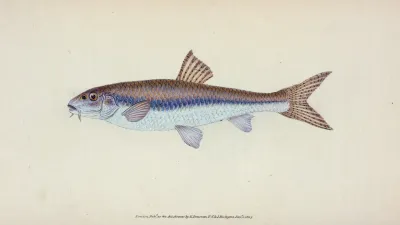 Gudgeon Cyprinus Gobio