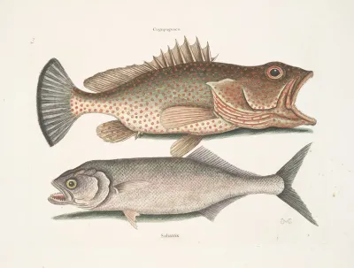 Gugupuguacu The Hind Saliatrix Skip Jack