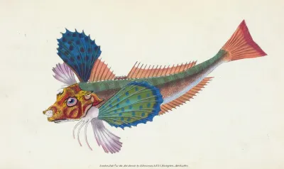 Gurnard Sapphirine Trigla Hirundo