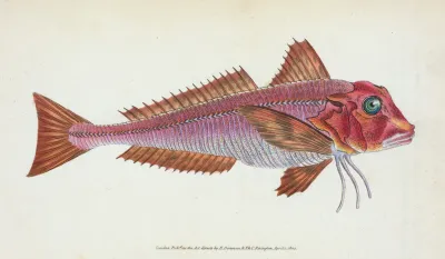 Gurnard Streaked Tirgla Lineatus